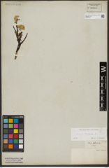 Foto von Salix hastata L.